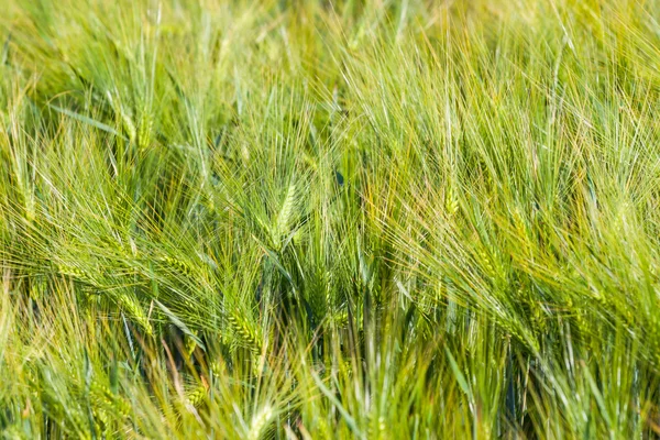 初夏の麦畑の風景 — ストック写真