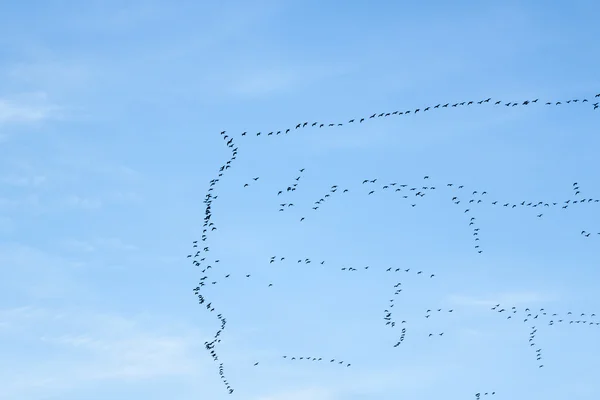 Migration des oiseaux — Photo