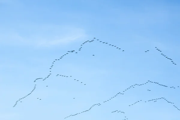 Migration of birds — Stock Photo, Image
