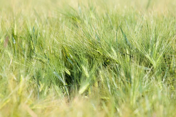 初夏の麦畑の風景 — ストック写真