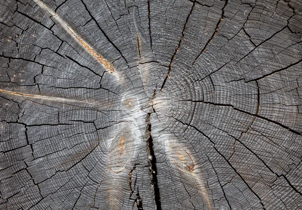 Abschnitt des alten Baumes — Stockfoto