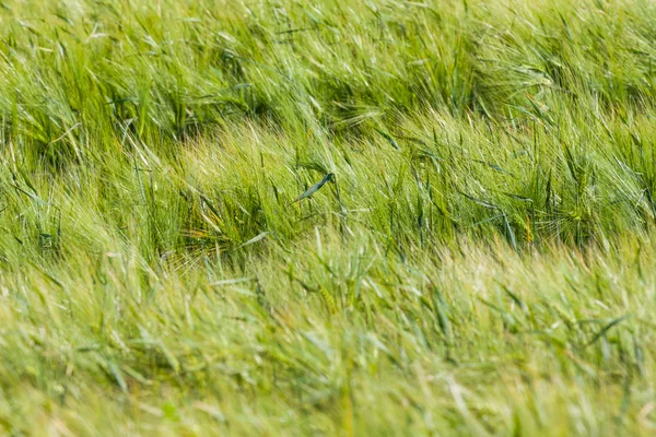 Paysage du champ d'orge au début de l'été — Photo