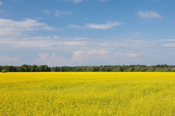 Campo de sementes de colza h — Fotografia de Stock