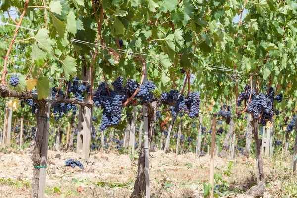 Amadurecimento de cachos de uvas na vinha — Fotografia de Stock