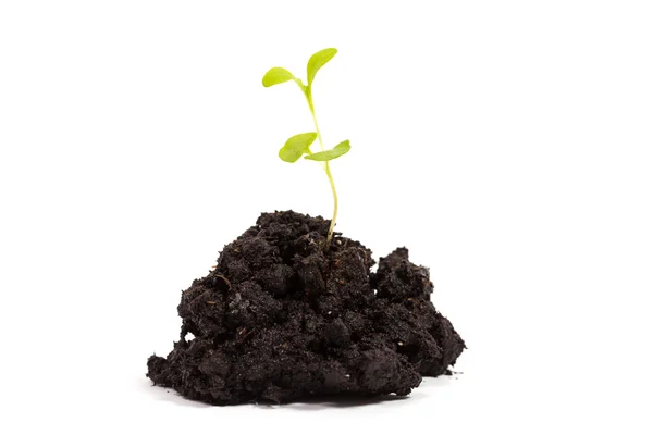 Yeşil bitki Filiz ile yığın toprak — Stok fotoğraf