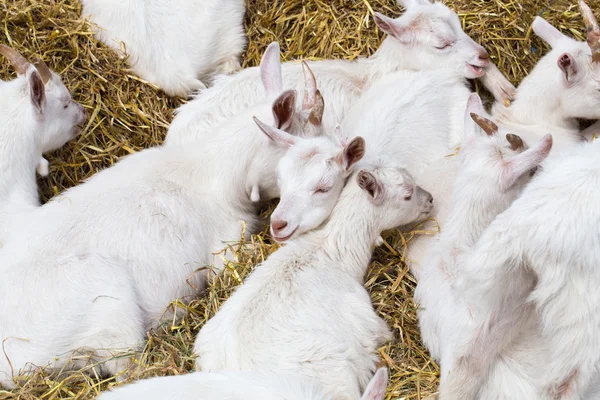 Домашние козы на ферме — стоковое фото
