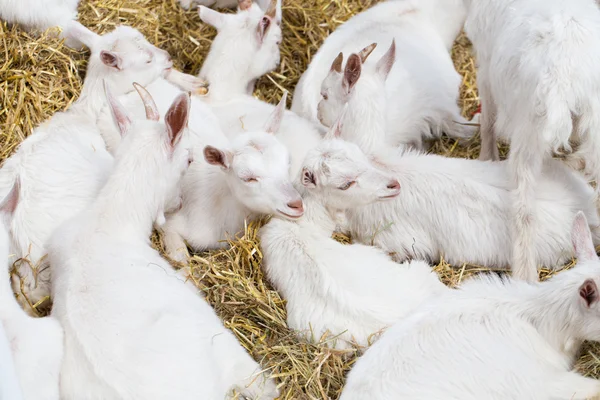 Domácí kozy ve farmě — Stock fotografie