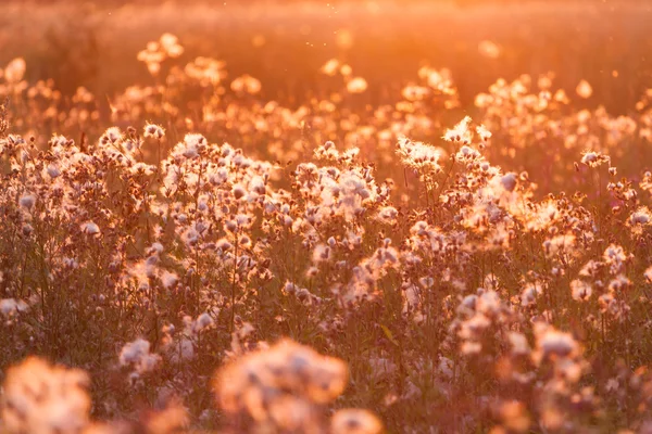 Ländliches Gras auf Wiese und Sonnenuntergang — Stockfoto