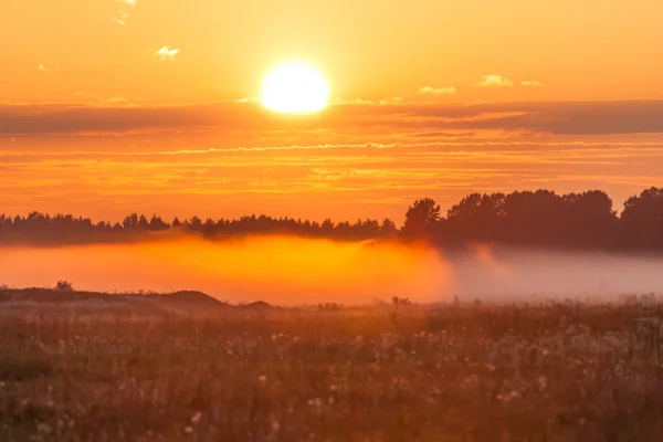 Foggy meadow at sunset — Stock Photo, Image