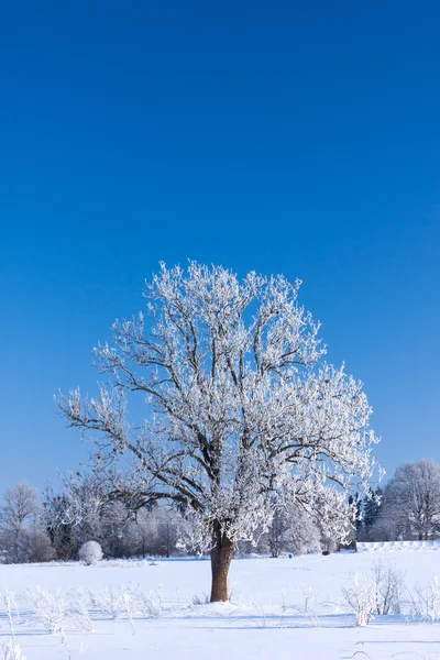 Neige hiver arbre — Photo