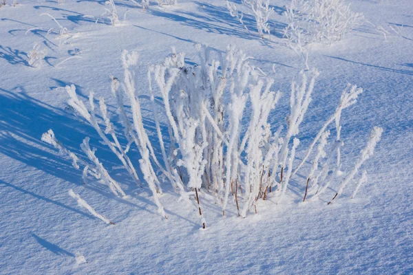 Трава, покрытая инеем в снегу — стоковое фото