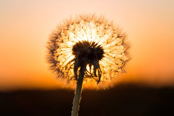 Paardebloemen in weide bij Rode zonsondergang — Stockfoto