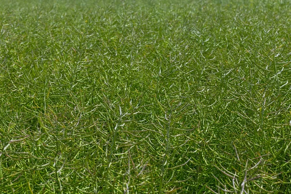 Green ripening canola in a field close-up — Stock Photo, Image