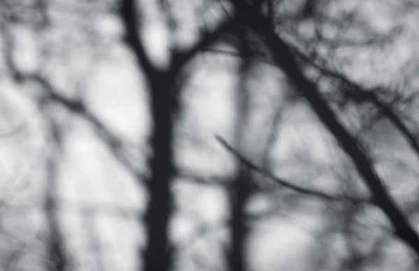 Дерево тіні на стіні білий — стокове фото