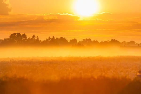 Foggy meadow at sunset — Stock Photo, Image