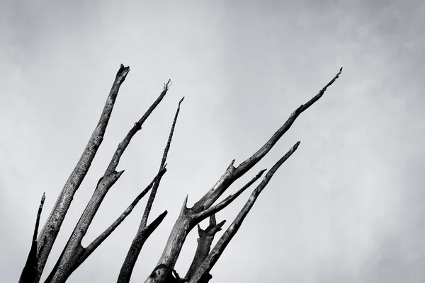 Καμένο δέντρο ενάντια στον ουρανό — Φωτογραφία Αρχείου