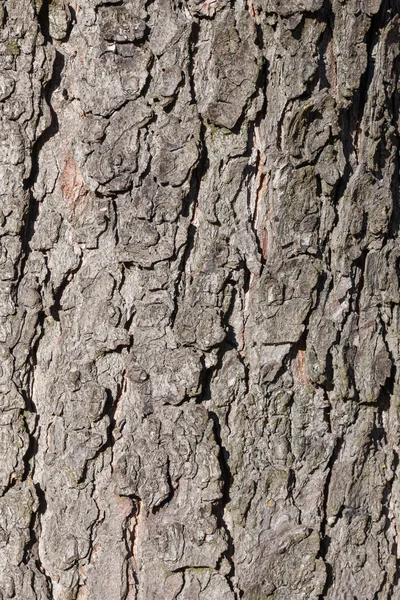 Background of tree bark Stock Image