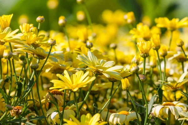 Žluté sedmikrásky květin pozadí — Stock fotografie