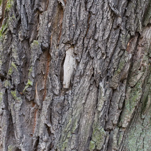 Sfondo naturale di corteccia d'albero — Foto Stock