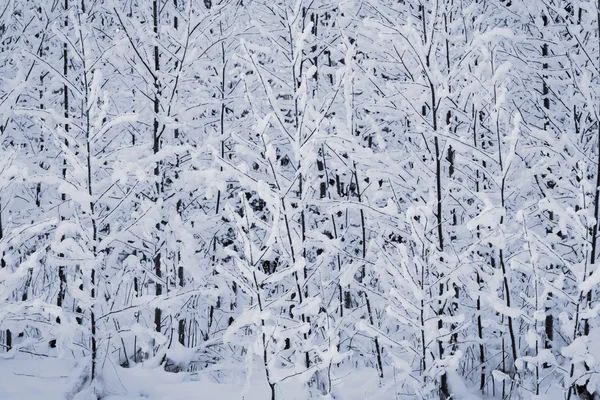 Alberi invernali — Foto Stock