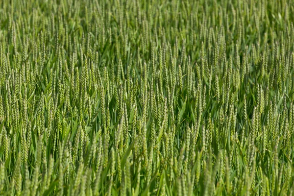 Campo di grano verde — Foto Stock