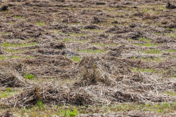 Sonbaharda hasat saman alan — Stok fotoğraf