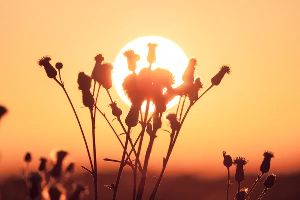 Feld von Gras während des Sonnenuntergangs im Sommer — Stockfoto