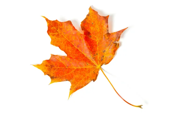 Autumn maple leaf — Stock Photo, Image