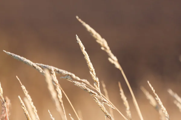 Kuru ot — Stok fotoğraf