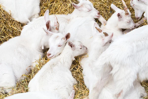 Домашние козы на ферме — стоковое фото