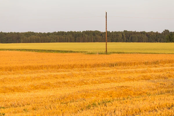 Summer landscape with farm fields — Stock Photo, Image