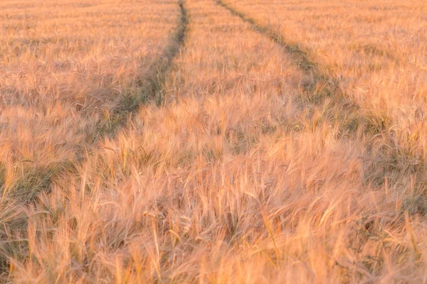 Ladang gandum dan matahari terbenam — Stok Foto
