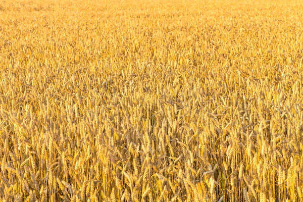 Rijp geel oren van tarwe — Stockfoto