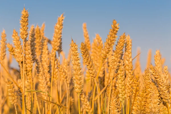 Wheat field and blue sky — Stock Photo, Image