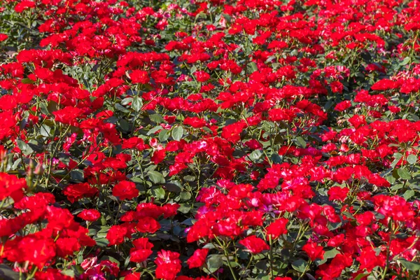 Rote Rosen am sonnigen Himmel Hintergrund — Stockfoto