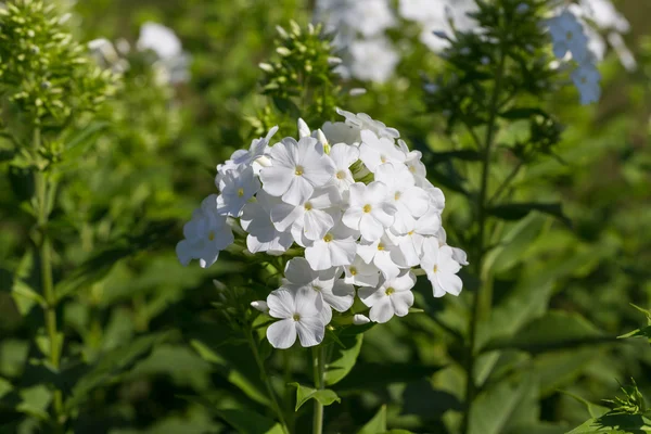 White phlox on a bed in a sunny summer day — Stock Photo, Image