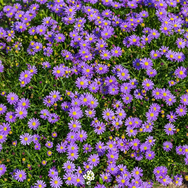 Virágzó alpesi őszirózsák - aster alpinus — Stock Fotó