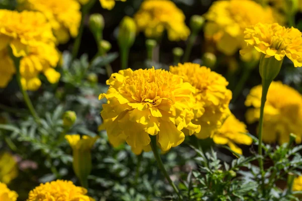 Yellow aster flowers in the garden — Stock Photo, Image
