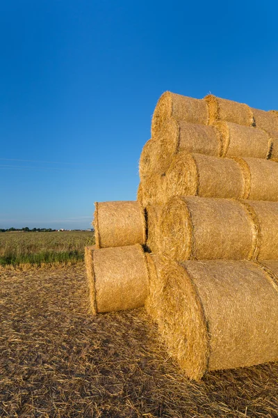Piled hay bales on a field against blue sky — Stock Photo, Image