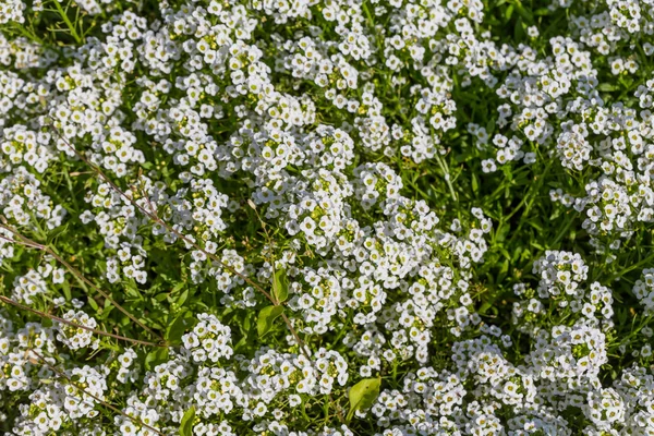 A népszerű kerti éves alyssum háttere — Stock Fotó