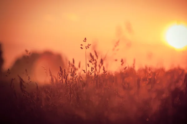 Dry Red Grass Field — Stock Photo, Image