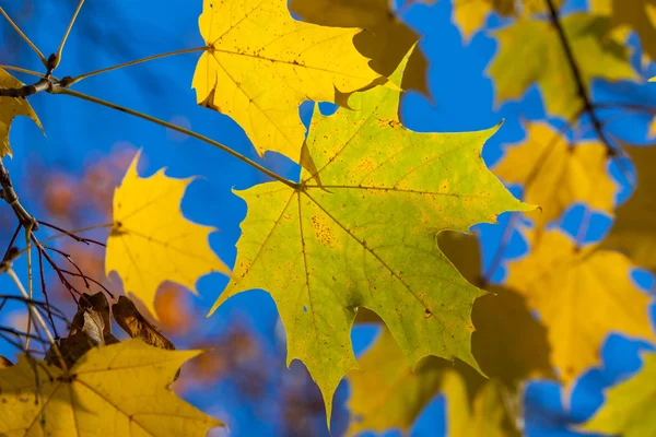 Hojas de arce amarillo otoño — Foto de Stock