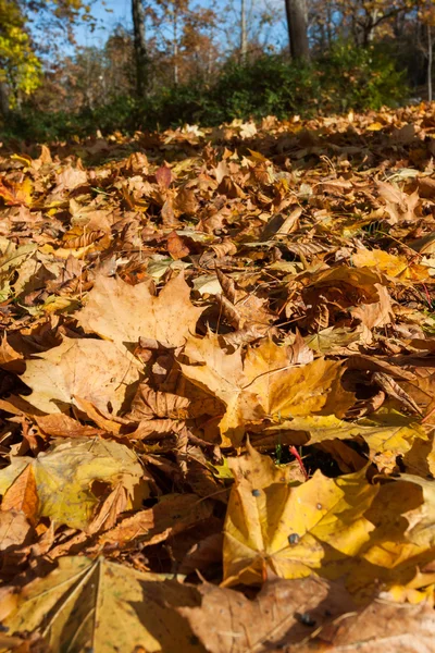 Buntes Hintergrundbild gefallener Herbstblätter — Stockfoto