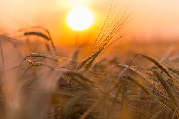 Golden ears of wheat on the field — Stock Photo, Image