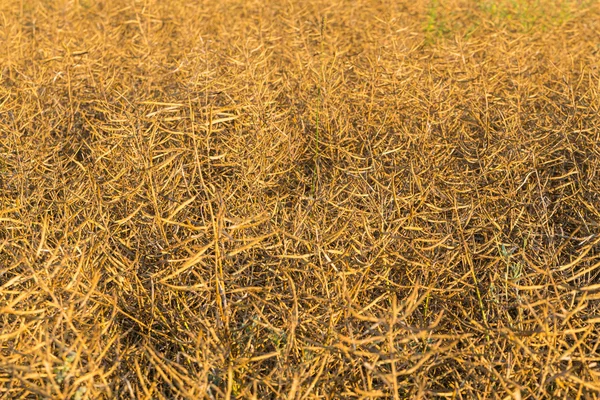 Rapeseed Maturity — Stock Photo, Image