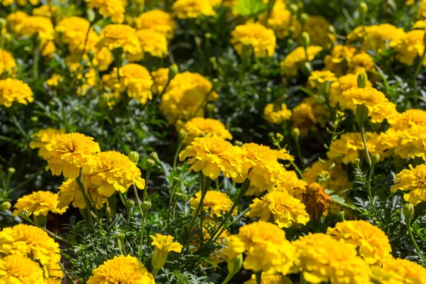 Yellow aster flowers in the garden — Stock Photo, Image