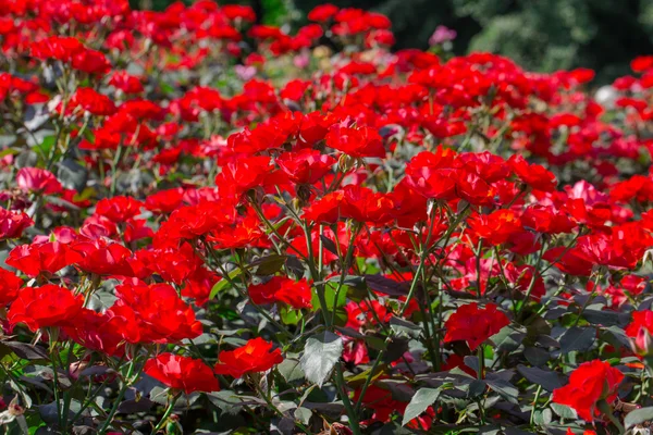 Rosas vermelhas no fundo do céu ensolarado — Fotografia de Stock