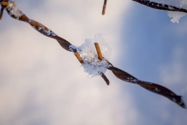 Ржавая Колючая Проволока Снежных Лугах — стоковое фото