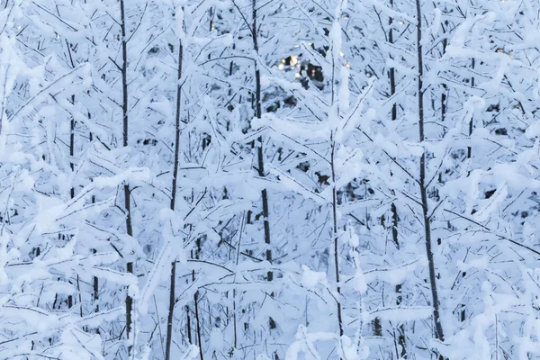 Χειμώνα Δέντρα Φόντο Χειμερινό Τοπίο Δέντρα — Φωτογραφία Αρχείου