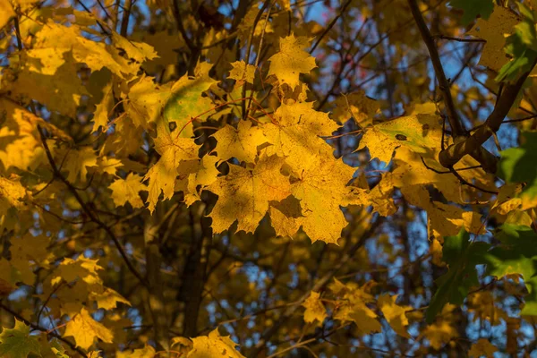 Maple Tree Autumn Yellow Leafs Natural Photo Background — Stock Photo, Image